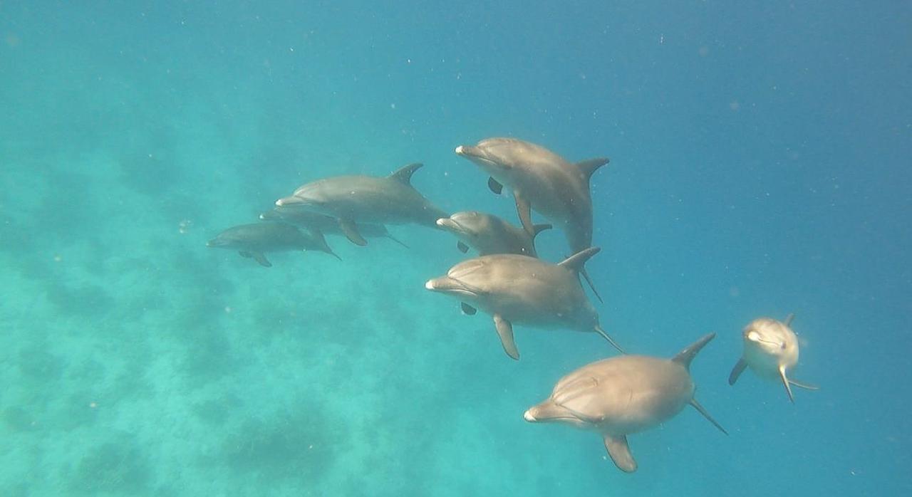 maison des dauphins