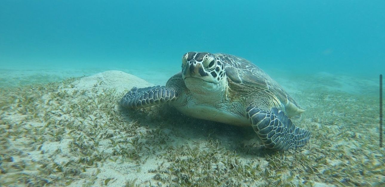 Tortues Abu Dabbab